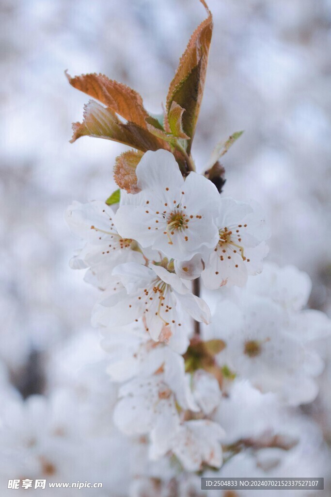 樱花