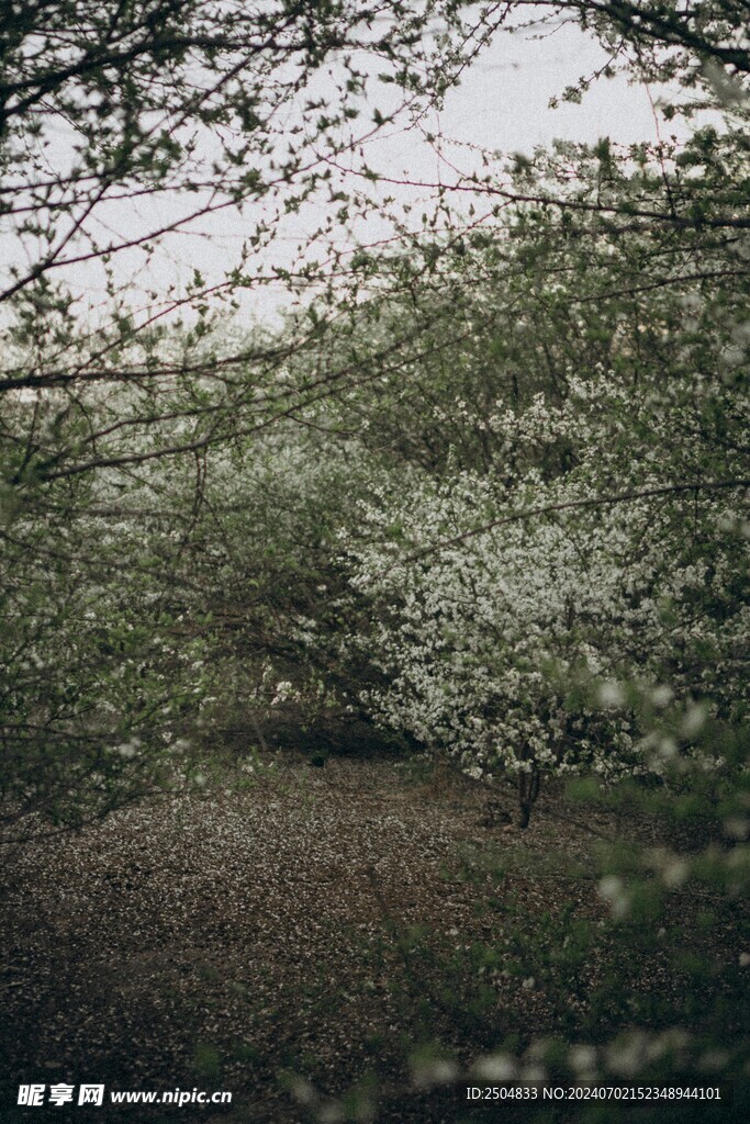 樱花