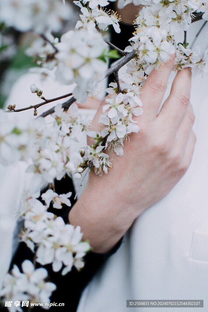 樱花