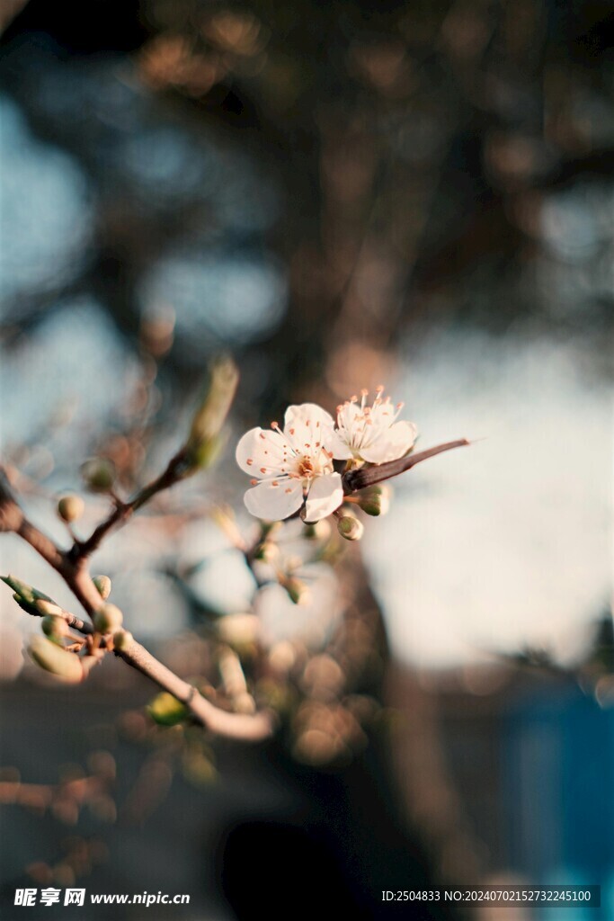 樱花