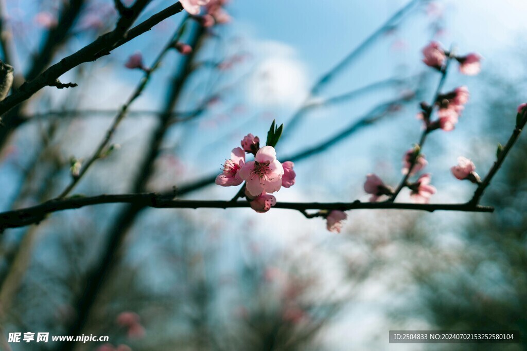 樱花