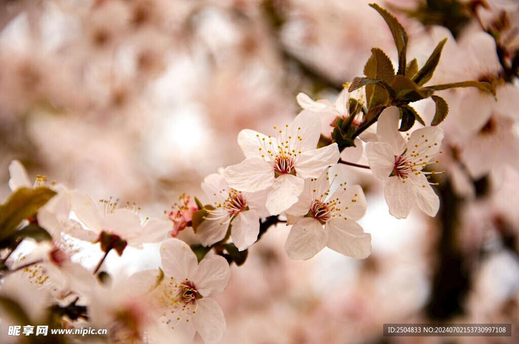 樱花