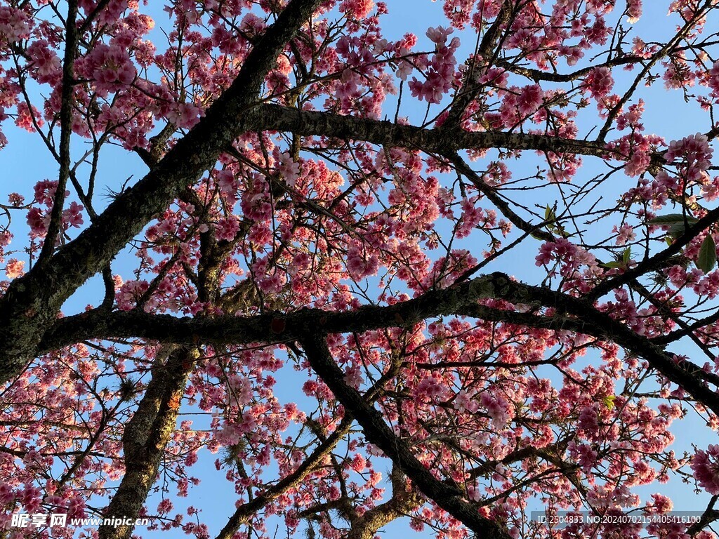 樱花