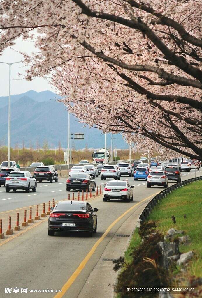 樱花