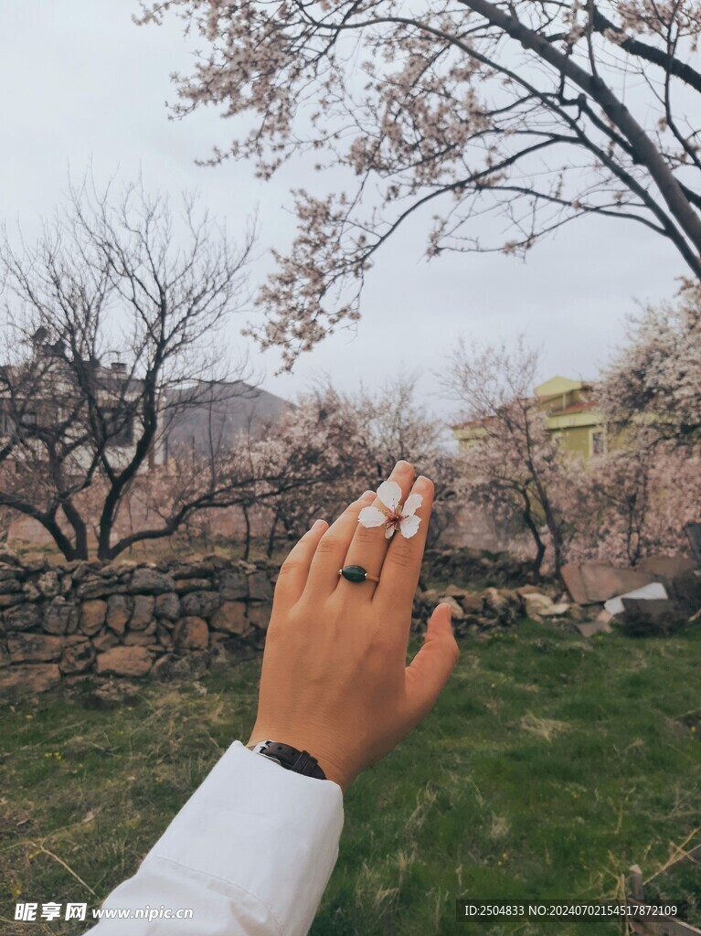 樱花