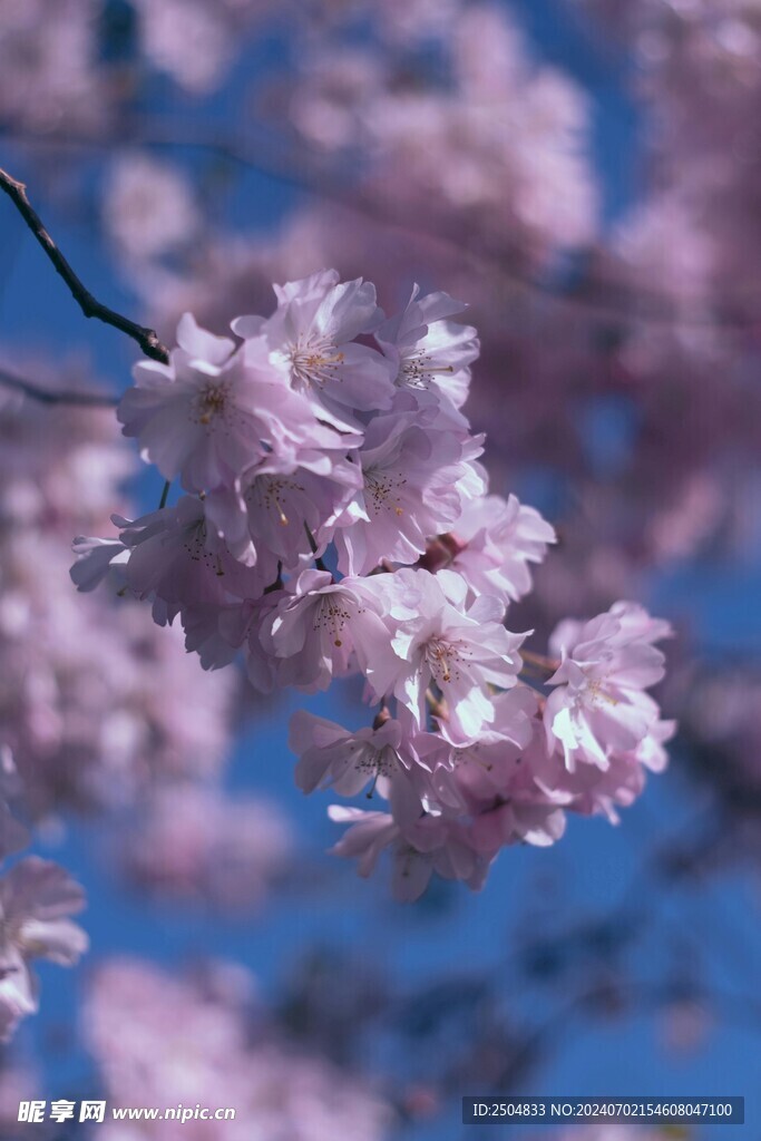 樱花