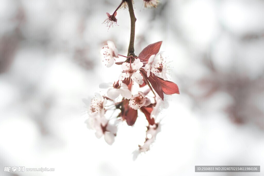 樱花