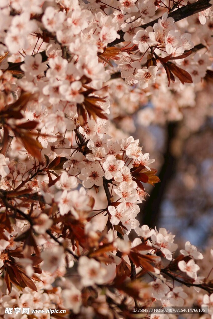 樱花