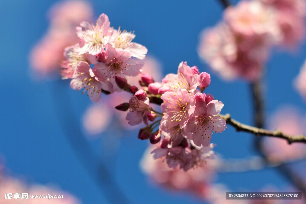 樱花