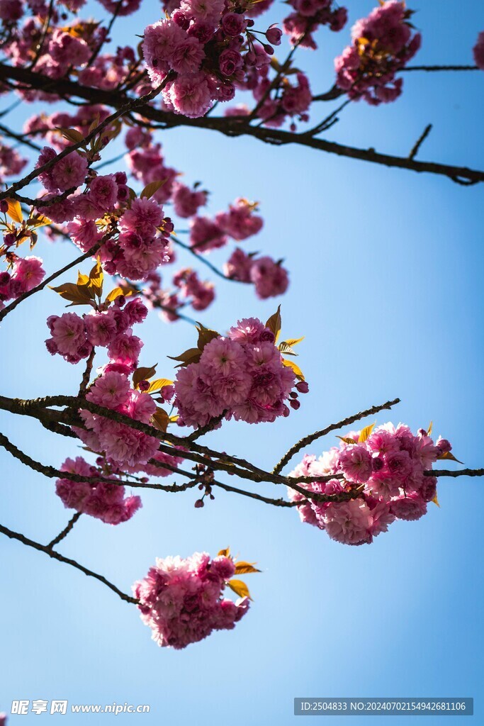 樱花