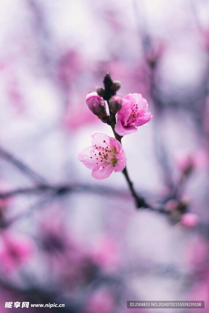 樱花