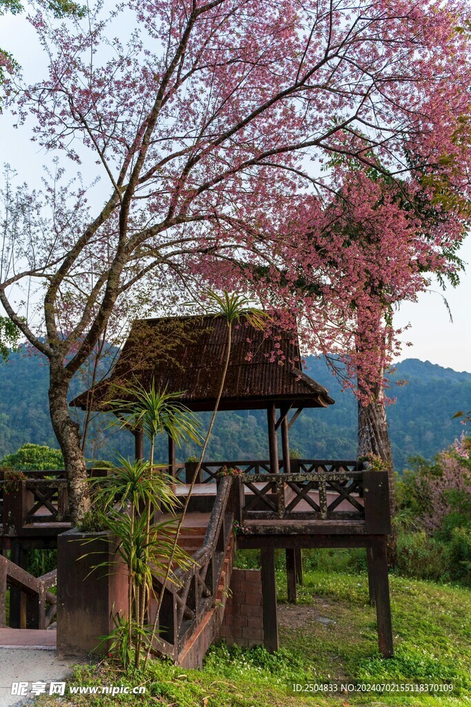 樱花