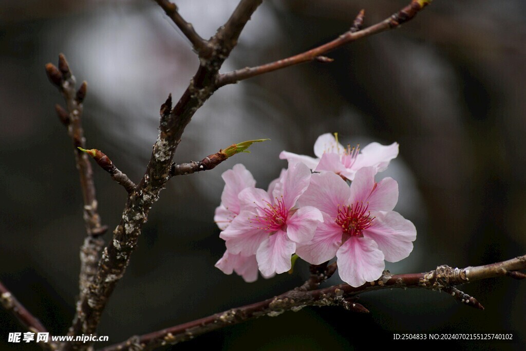 樱花