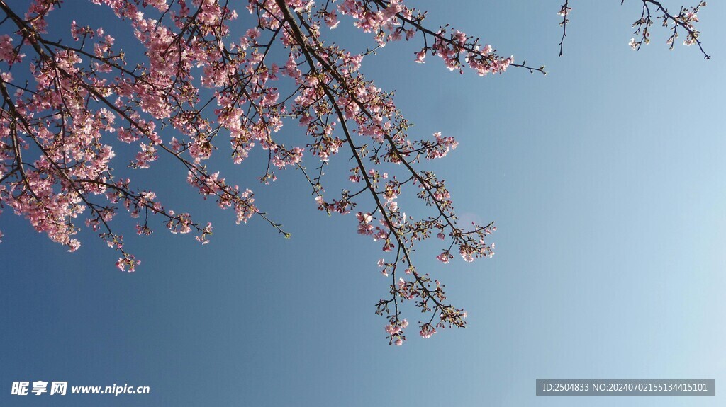 樱花