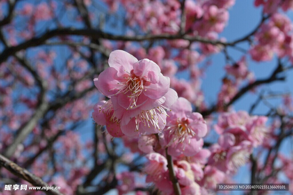 樱花