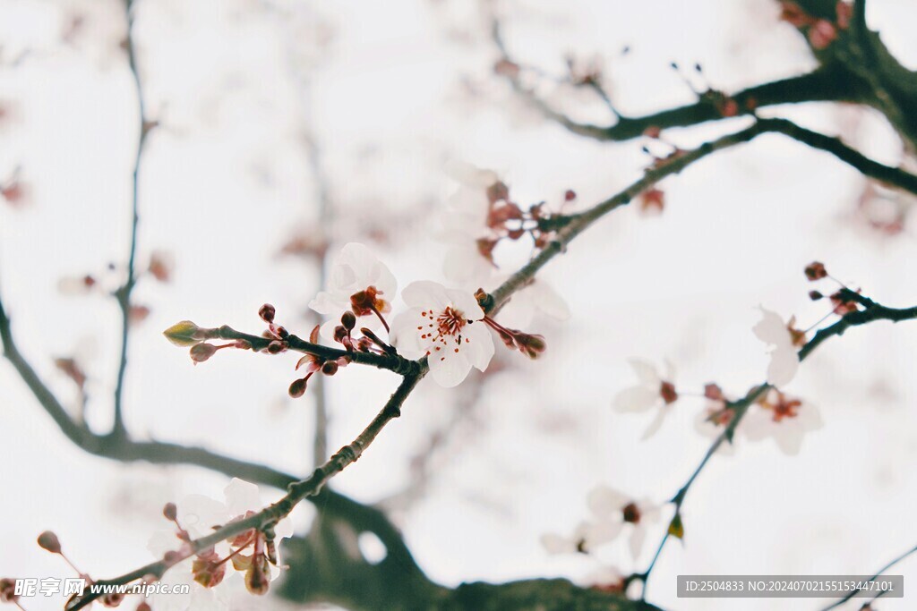 樱花