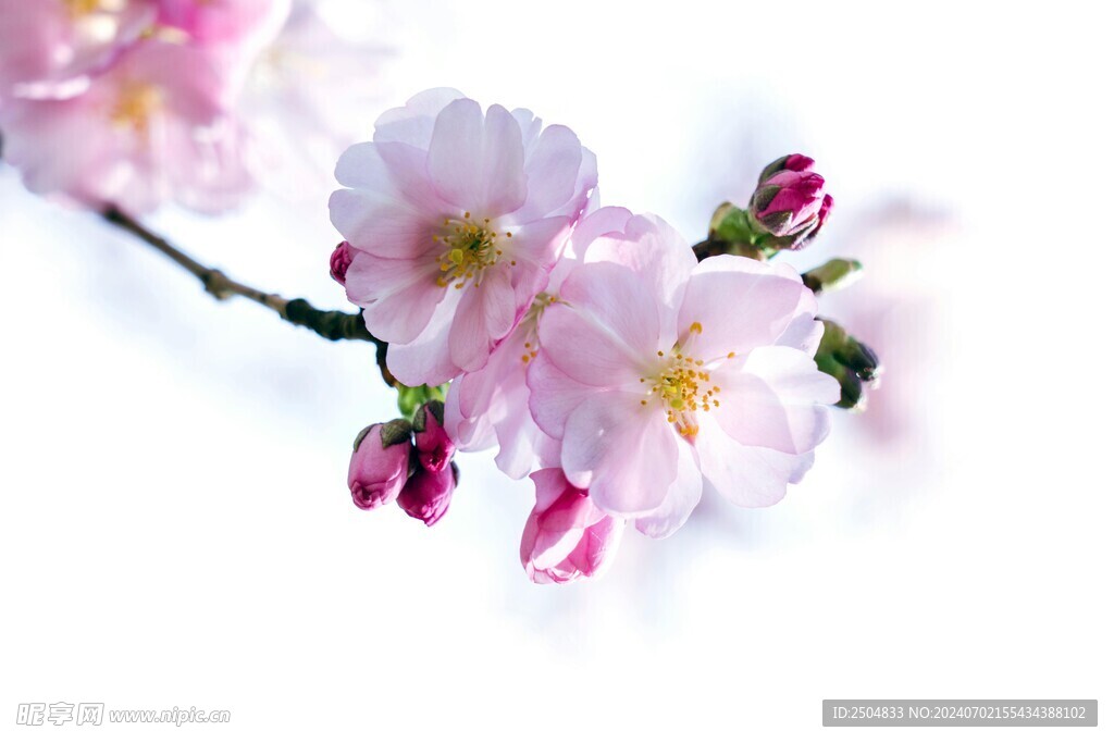 樱花