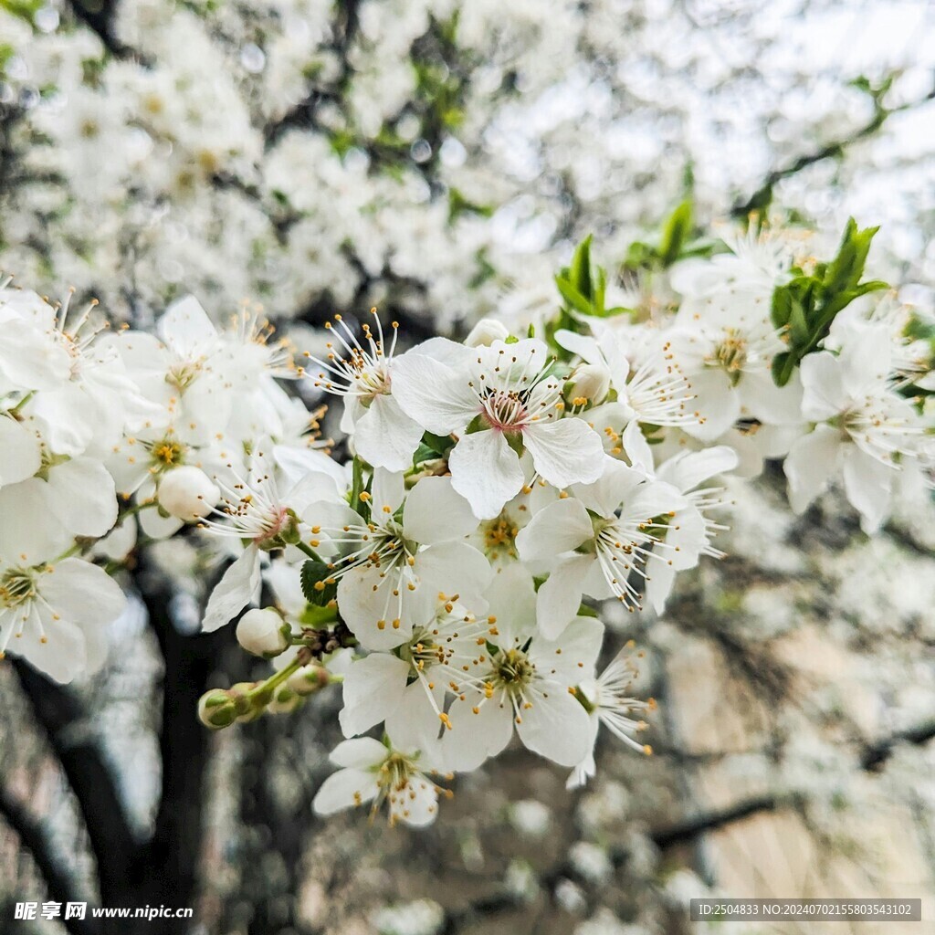 樱花