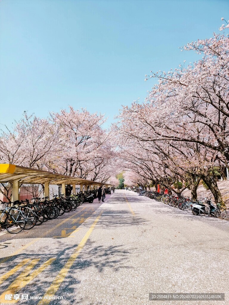 樱花