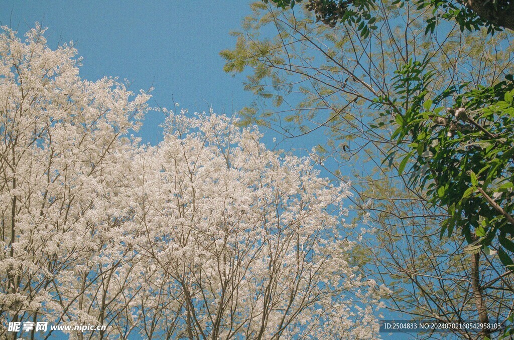 樱花