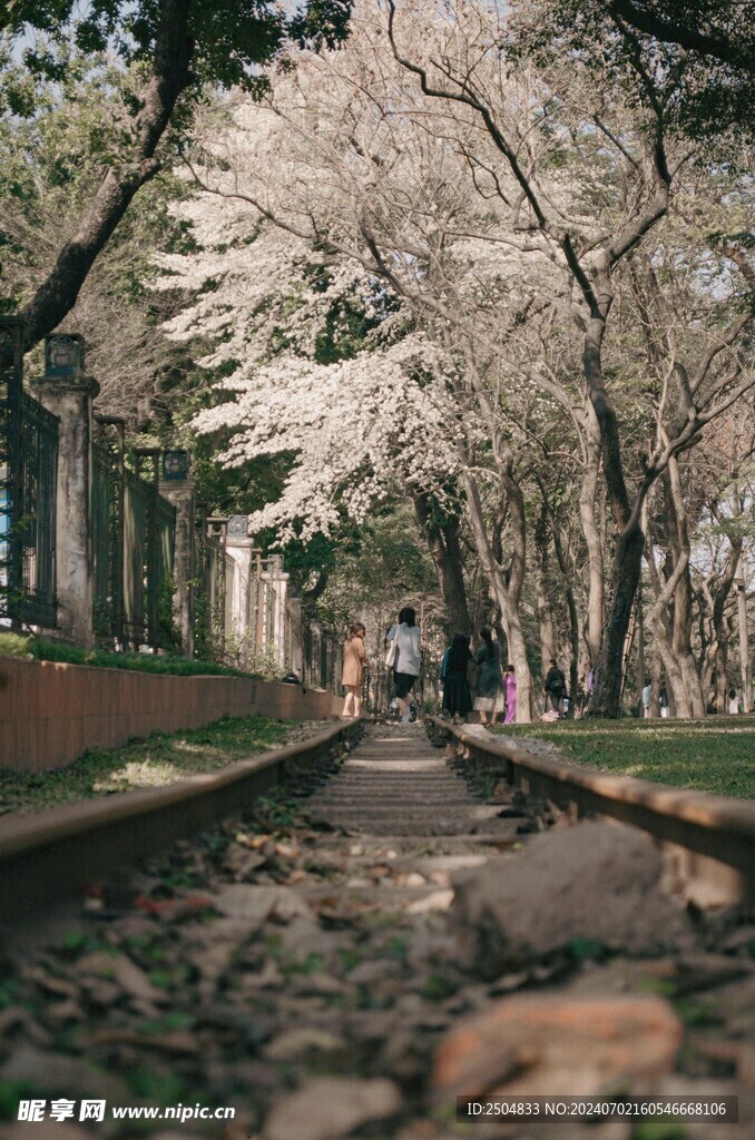 樱花