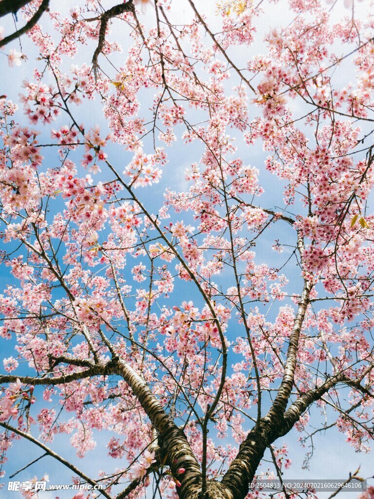 樱花
