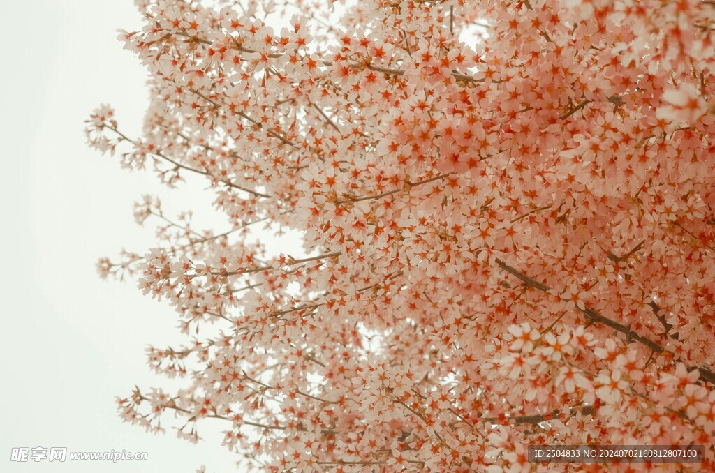 樱花