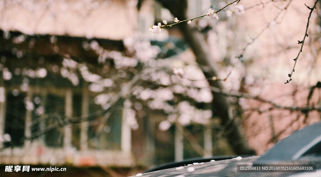 樱花