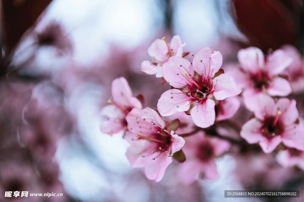 樱花