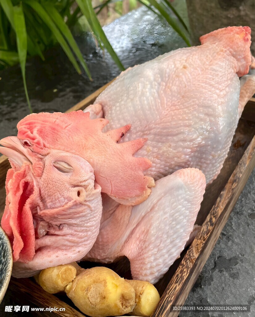 老公鸡 