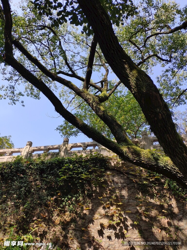 苏州园林