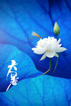 大暑节气海报