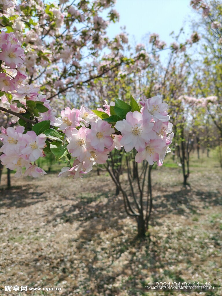 花团锦簇