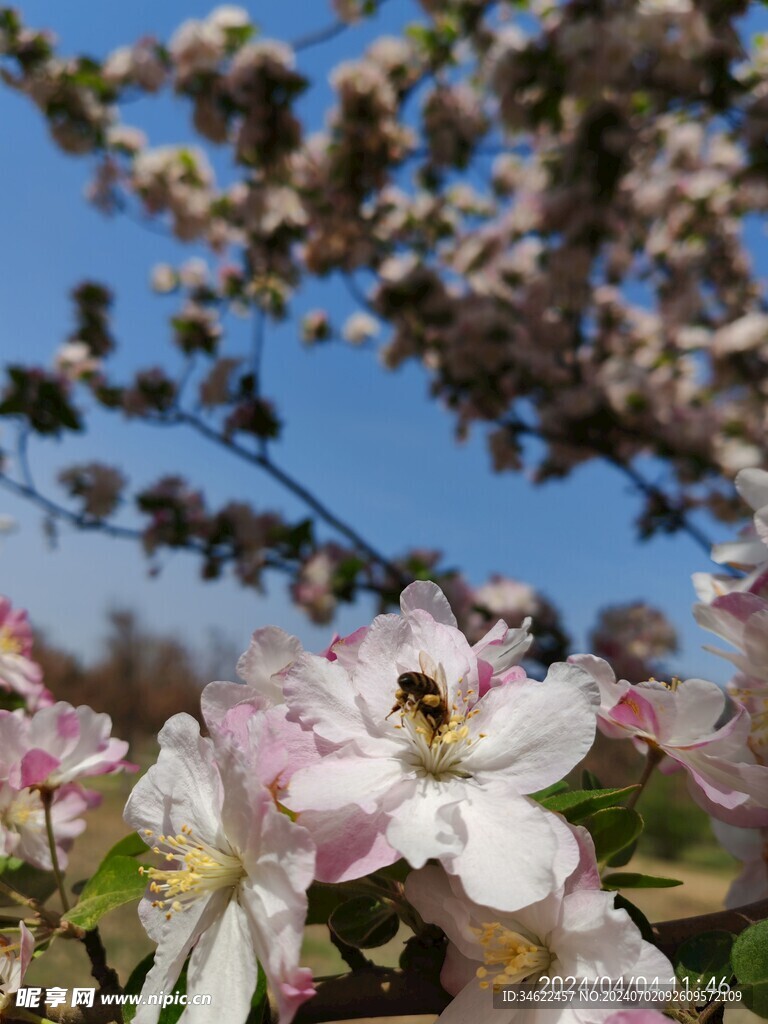 蜜蜂采蜜