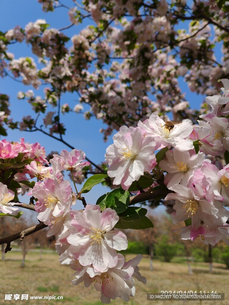 春暖花开