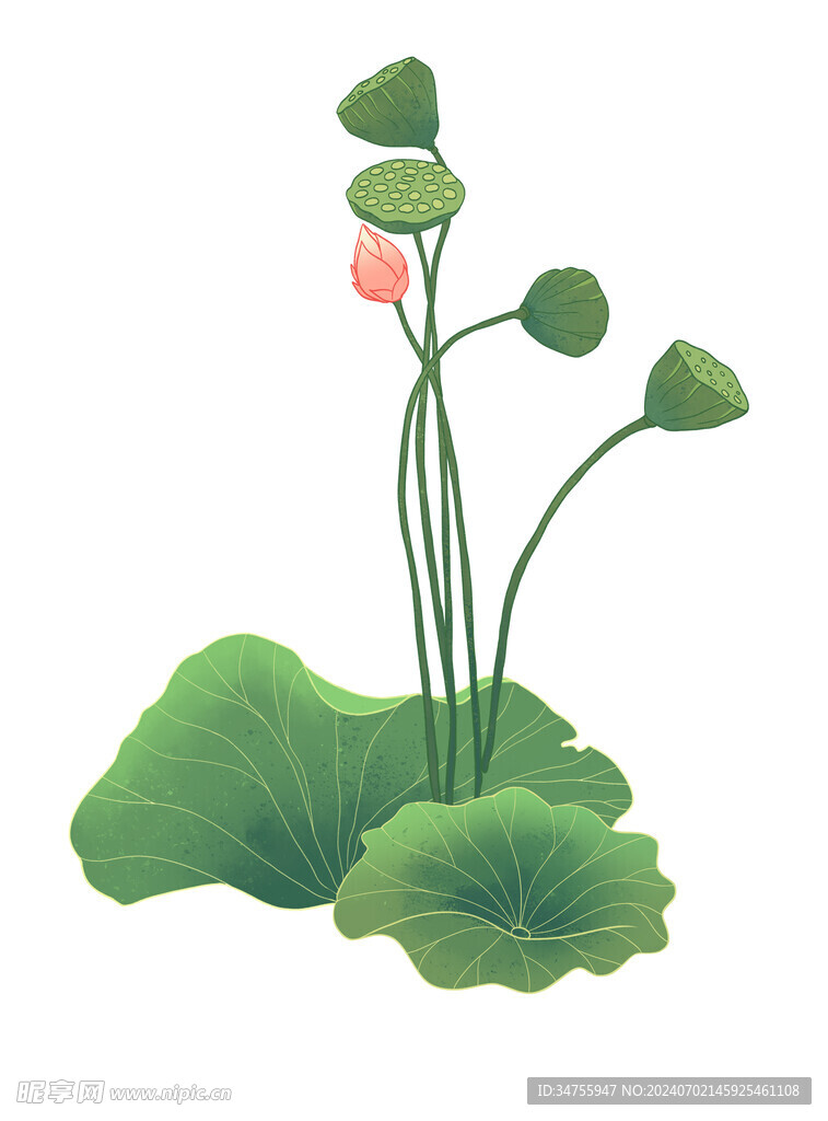 荷花