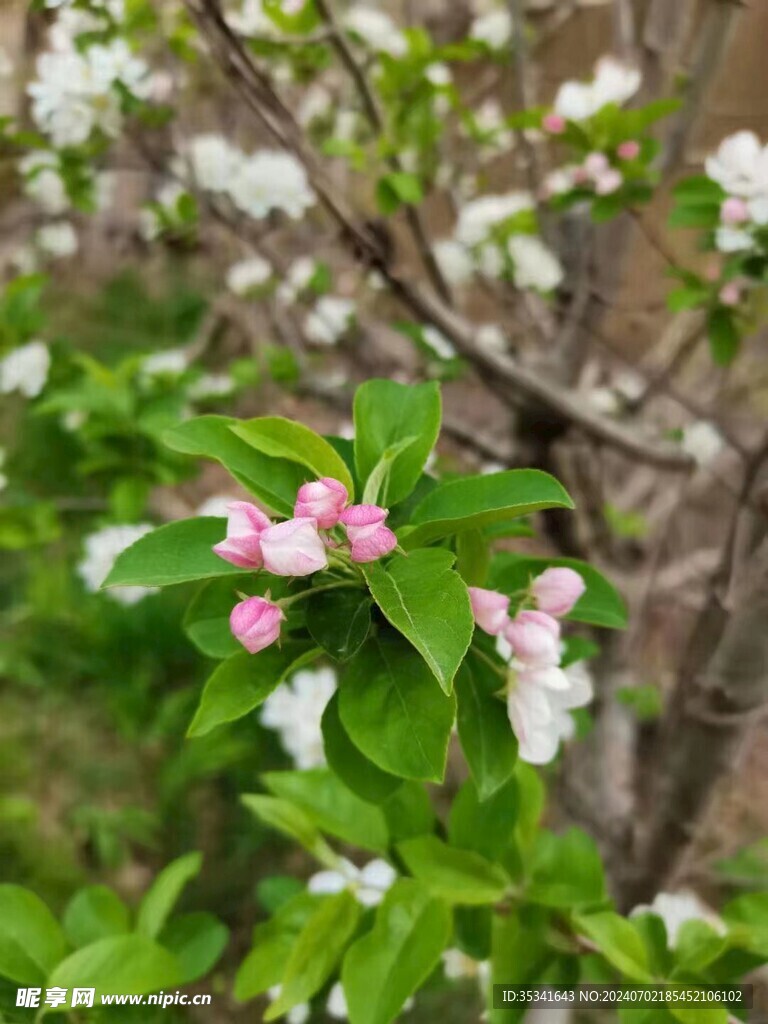 海棠花