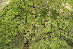 苔藓