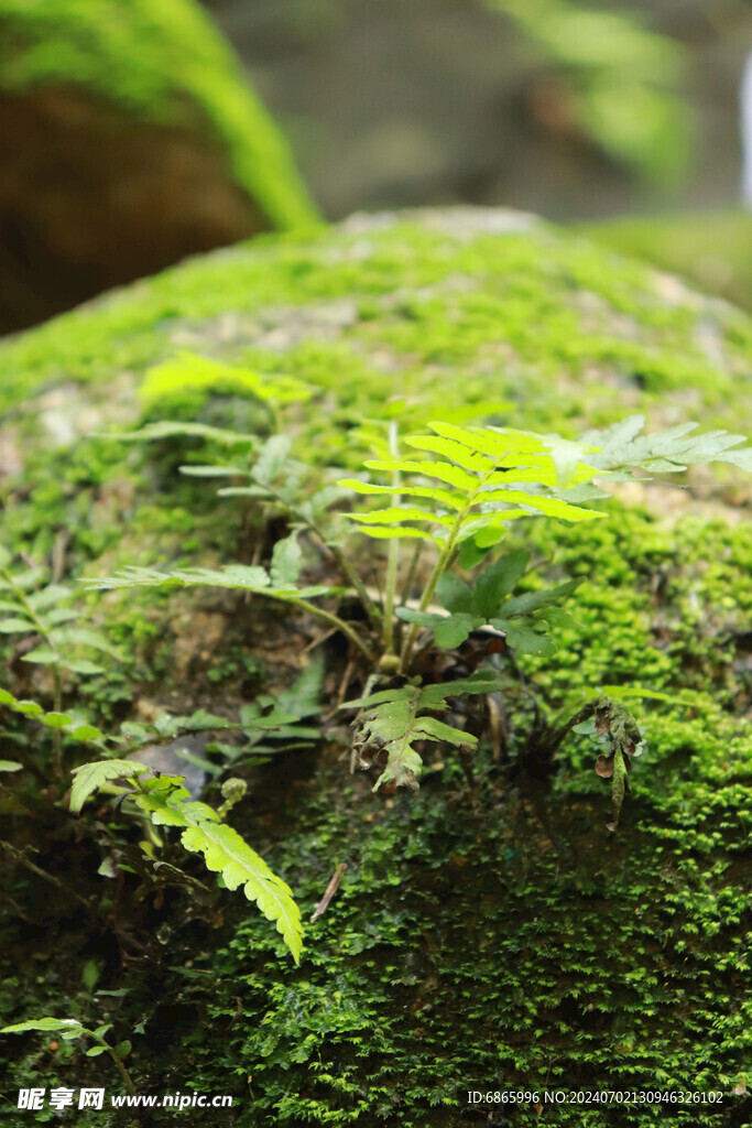 青苔植物