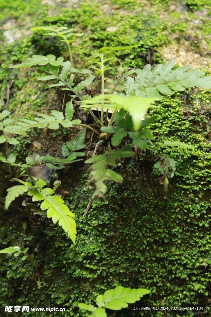 苔藓植被