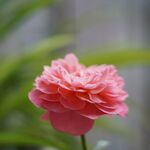 月季花