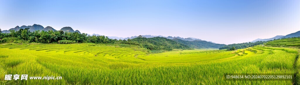 稻田全景