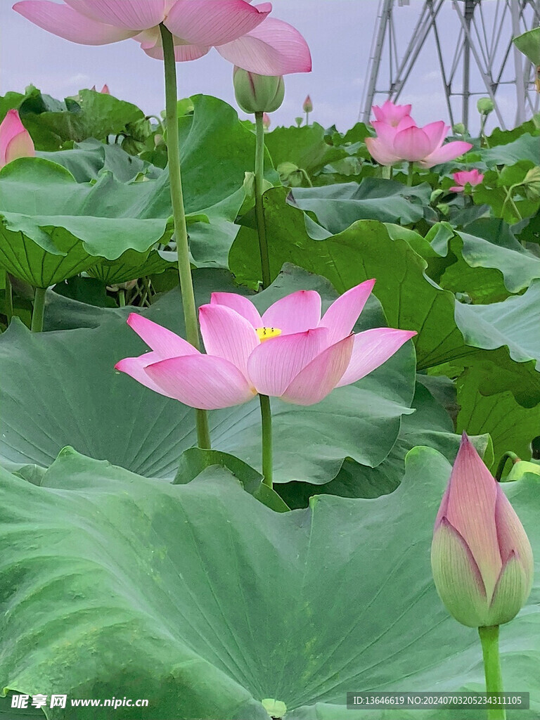 荷花