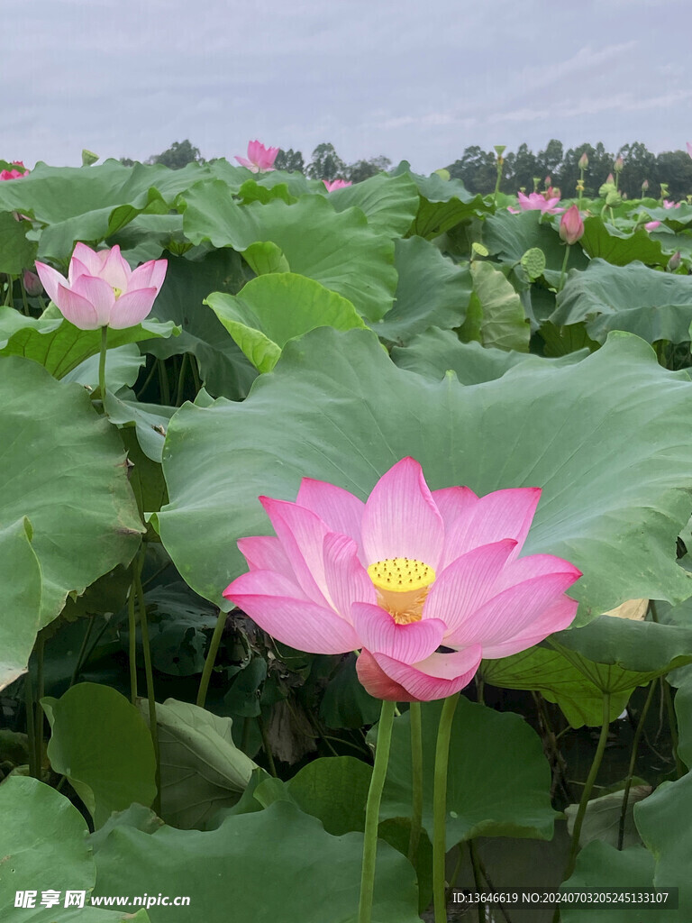 荷花