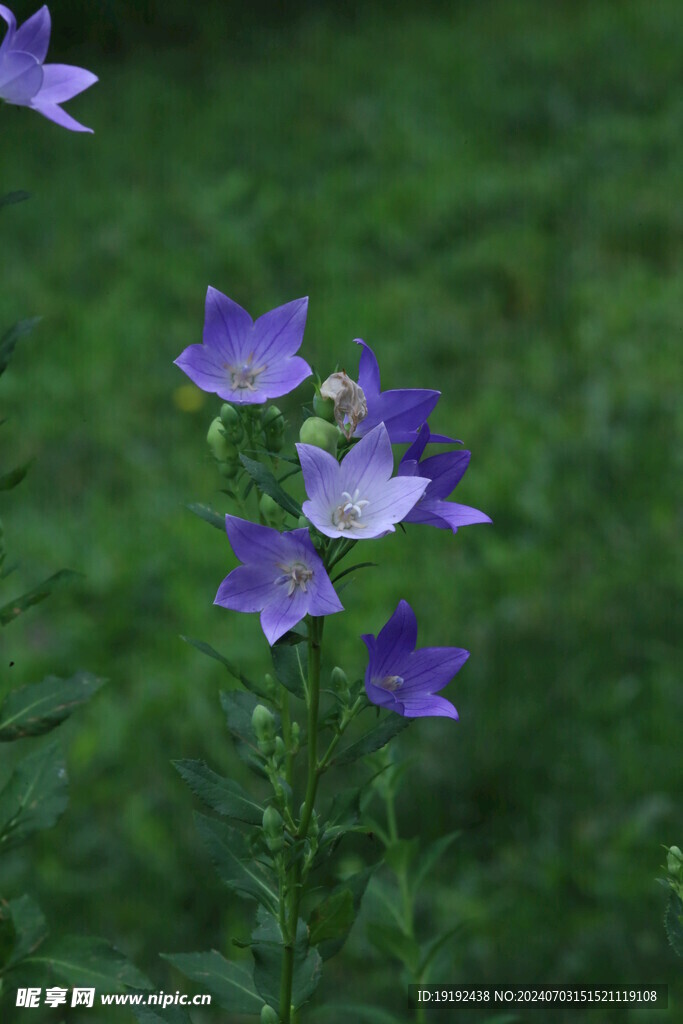 桔梗花 