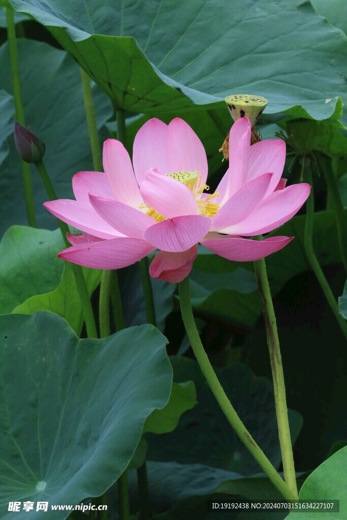 荷花荷叶 