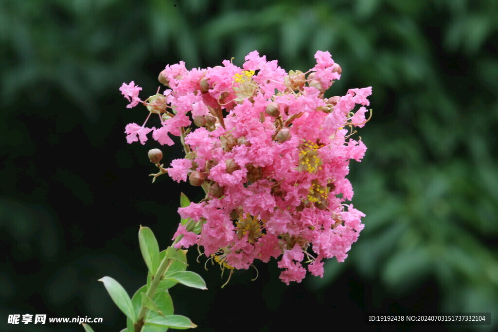 紫薇花  