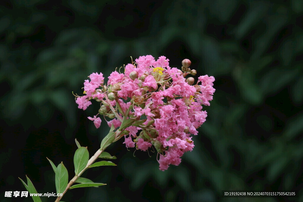 紫薇花 