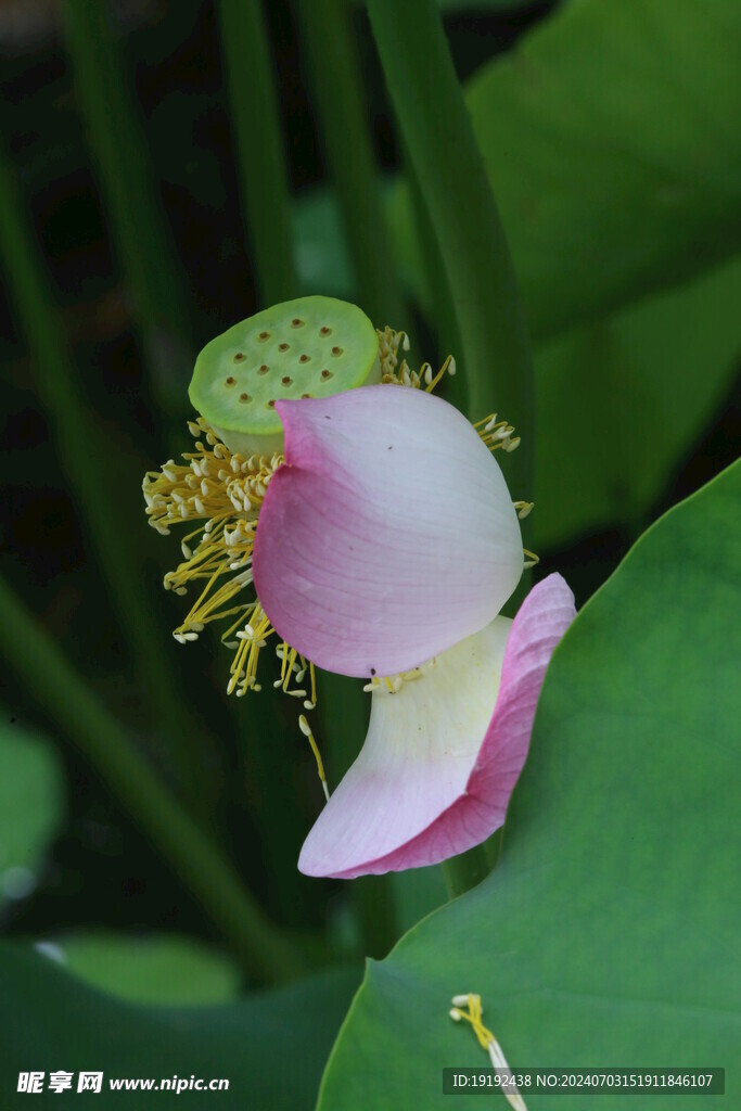 荷花荷叶  