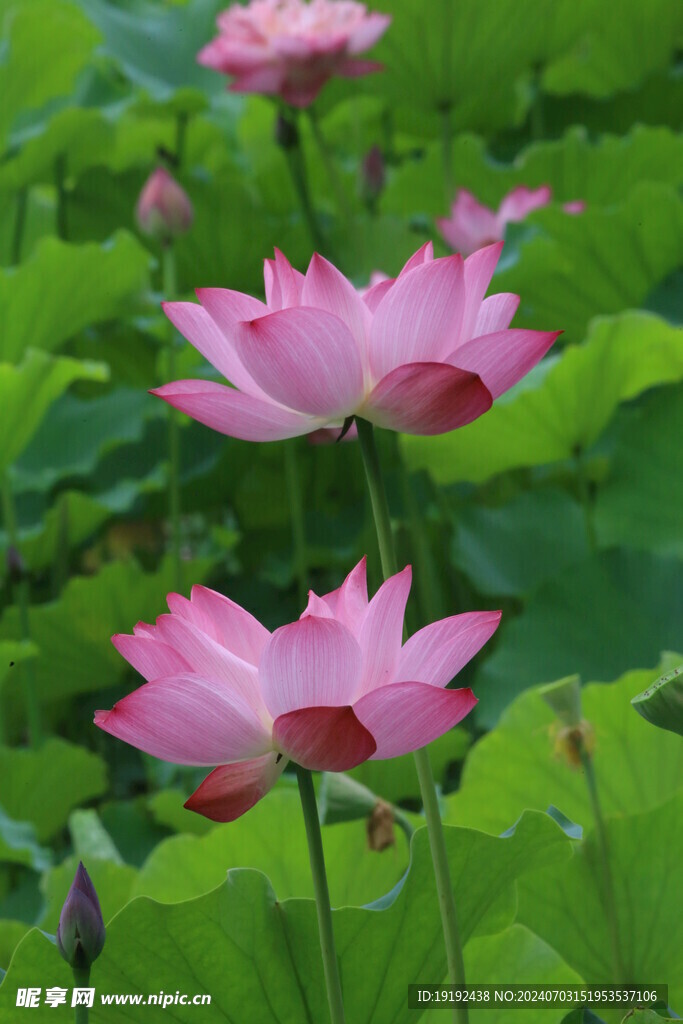 荷花荷叶 